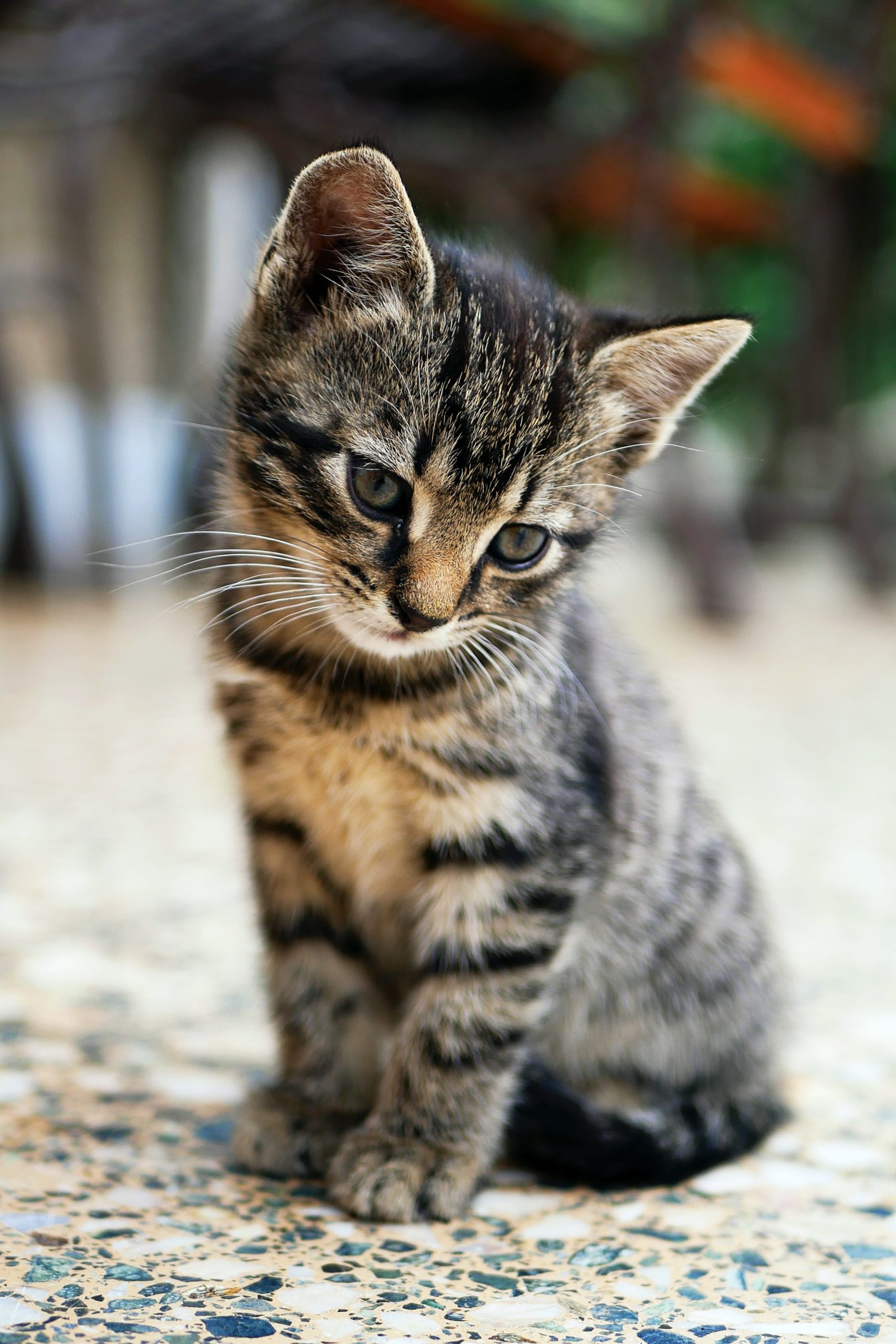 『今世紀最大かつ1回限り‼︎2022年2月22日 猫の日』架空書店のマスターによるブックセレクション 猫の本(全て2022年2月22日に発売‼︎)