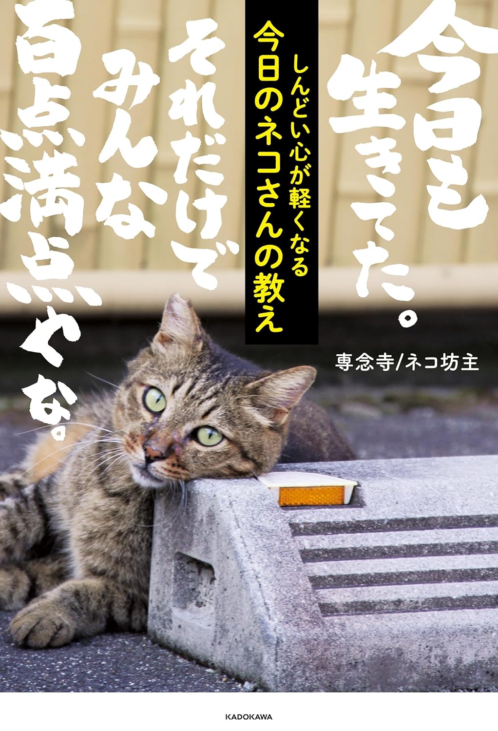 ふぅ～😮‍💨しんどい心が軽くなる 今日のネコさんの教え 専念寺/ネコ坊主 KADOKAWA #架空書店 231030④