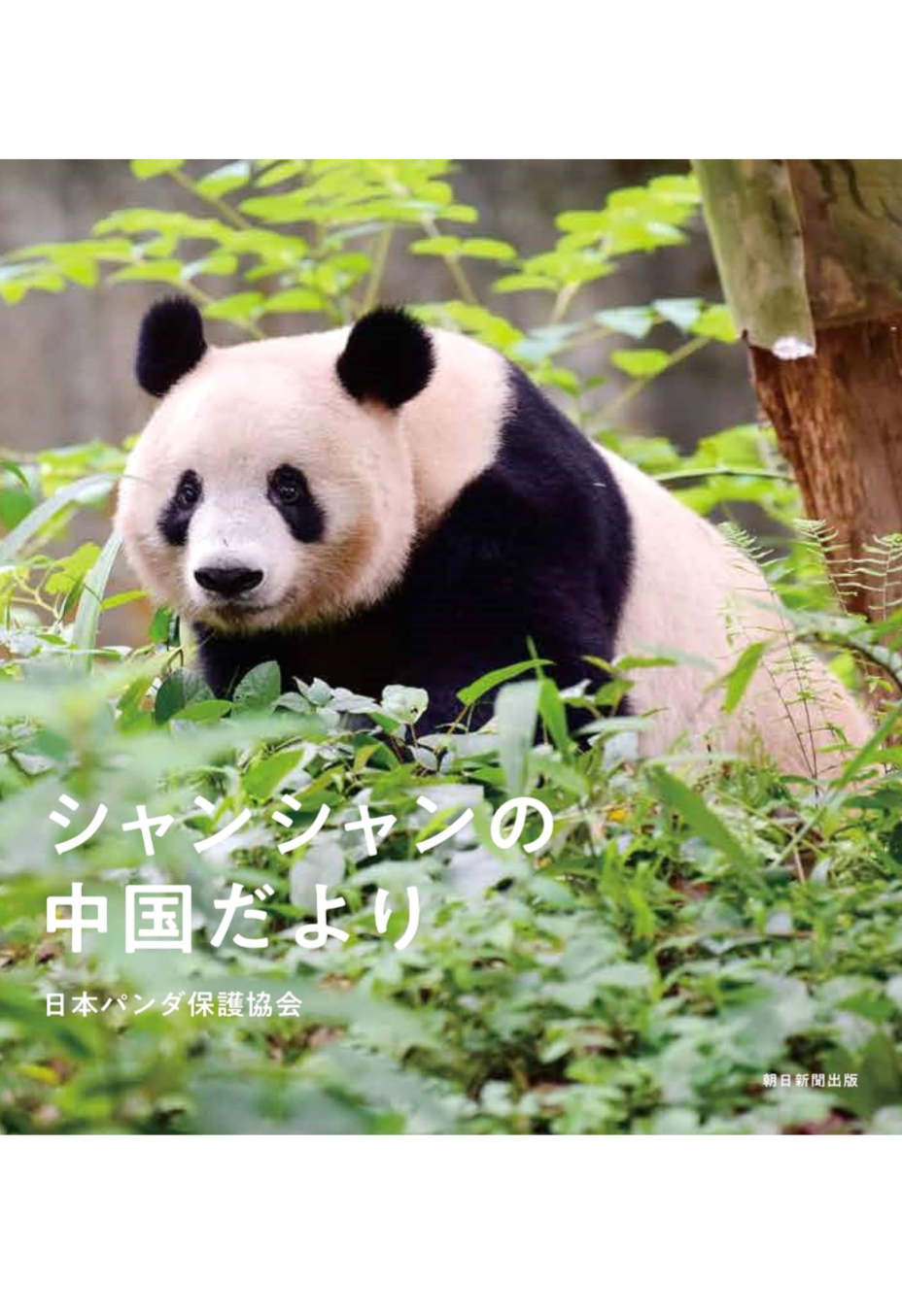 你好🐼シャンシャンの中国だより 日本パンダ保護協会 朝日新聞出版 #架空書店 231201② 
